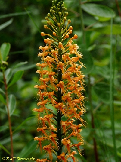 {Platanthera chapmanii}
